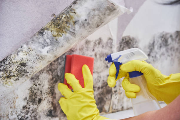 Best Comprehensive Air Testing for Mold Contaminants  in Belleville, KS